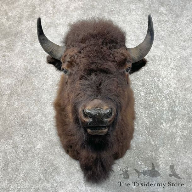American Buffalo Shoulder Taxidermy Mount For Sale #26071 The Taxidermy Store