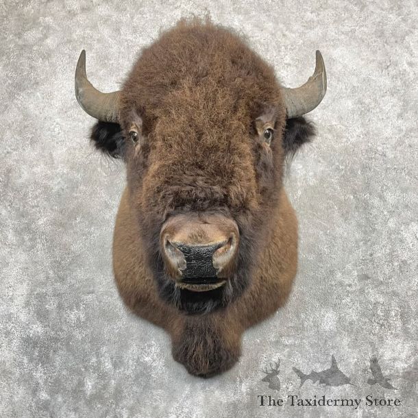 American Buffalo Shoulder Mount For Sale #27419 @ The Taxidermy Store