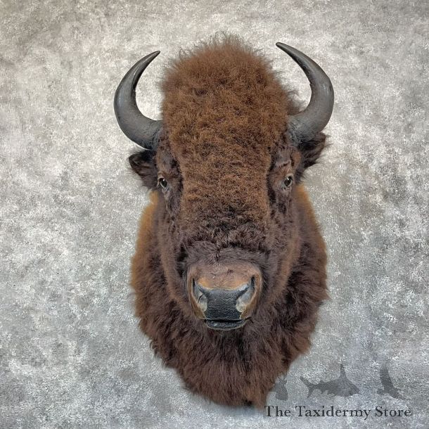 American Buffalo Shoulder Mount For Sale #28306 @ The Taxidermy Store