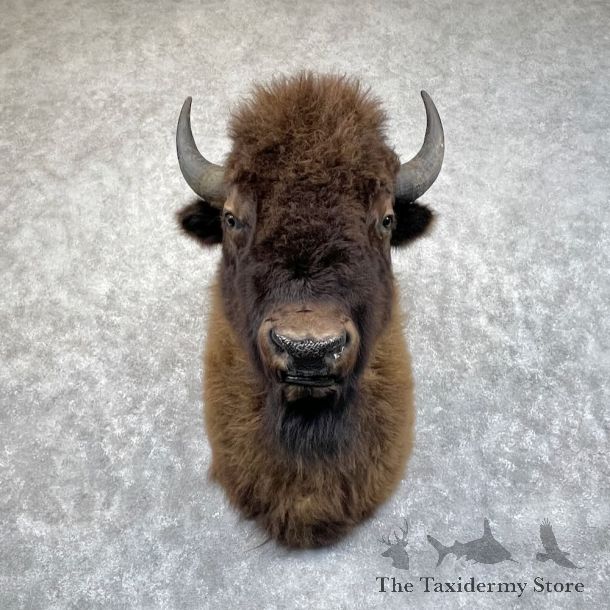 American Buffalo Shoulder Mount For Sale #28703 @ The Taxidermy Store