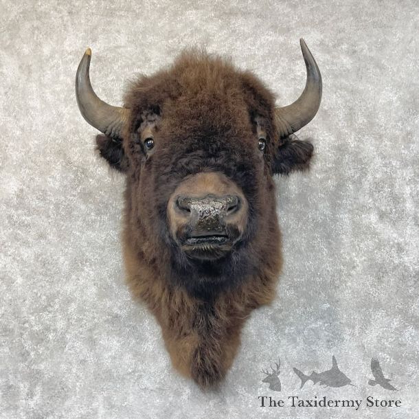 American Buffalo Shoulder Mount For Sale #28704 @ The Taxidermy Store