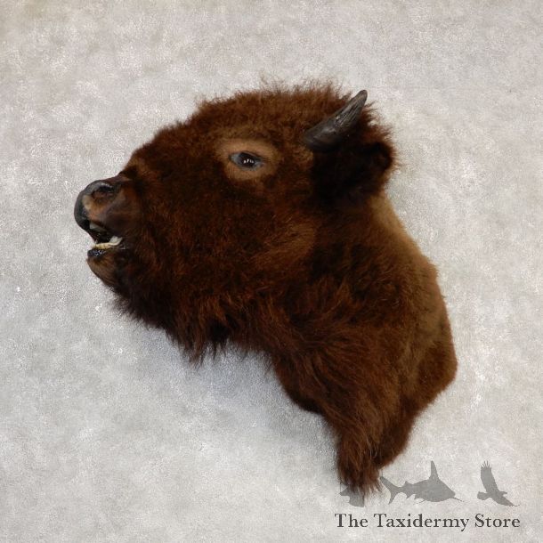 American Buffalo Shoulder Taxidermy Mount For Sale #20304 @ The Taxidermy Store