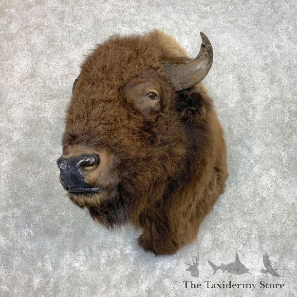 American Buffalo Shoulder Taxidermy Mount For Sale #21732 @ The Taxidermy Store