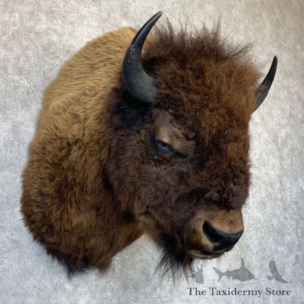 American Buffalo Shoulder Taxidermy Mount For Sale #23210 @ The Taxidermy Store