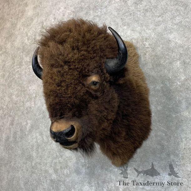 American Buffalo Shoulder Taxidermy Mount For Sale #23481 @ The Taxidermy Store