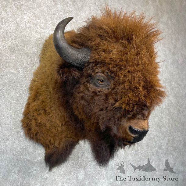 American Buffalo Shoulder Taxidermy Mount For Sale #24440 @ The Taxidermy Store