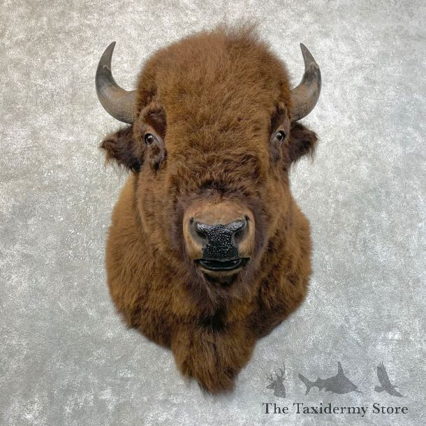 American Buffalo Shoulder Taxidermy Mount For Sale #24639 @ The Taxidermy Store