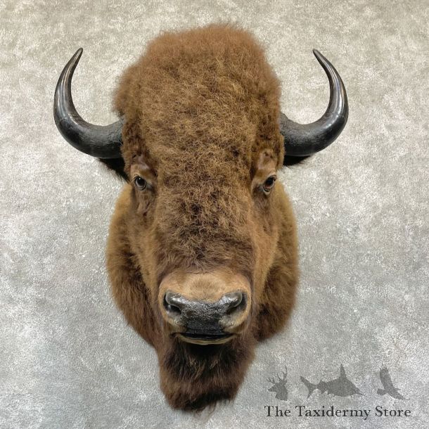 American Buffalo Shoulder Taxidermy Mount For Sale #26341 @ The Taxidermy Store