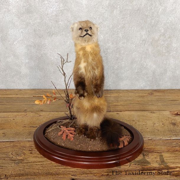 American Pine Marten Mount For Sale #18796 @ The Taxidermy Store