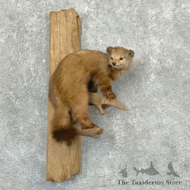 American Pine Marten Mount For Sale #22321 @ The Taxidermy Store