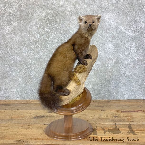 American Pine Marten Mount For Sale #23928 @ The Taxidermy Store
