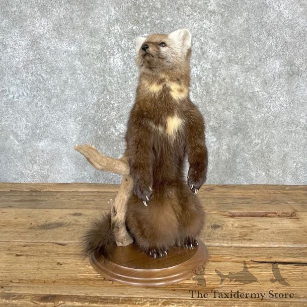 American Pine Marten Mount For Sale #27181 @ The Taxidermy Store