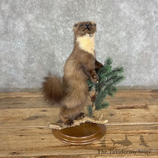 American Pine Marten Mount For Sale #27355 @ The Taxidermy Store