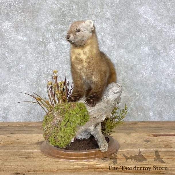 American Pine Marten Mount For Sale #27601 @ The Taxidermy Store
