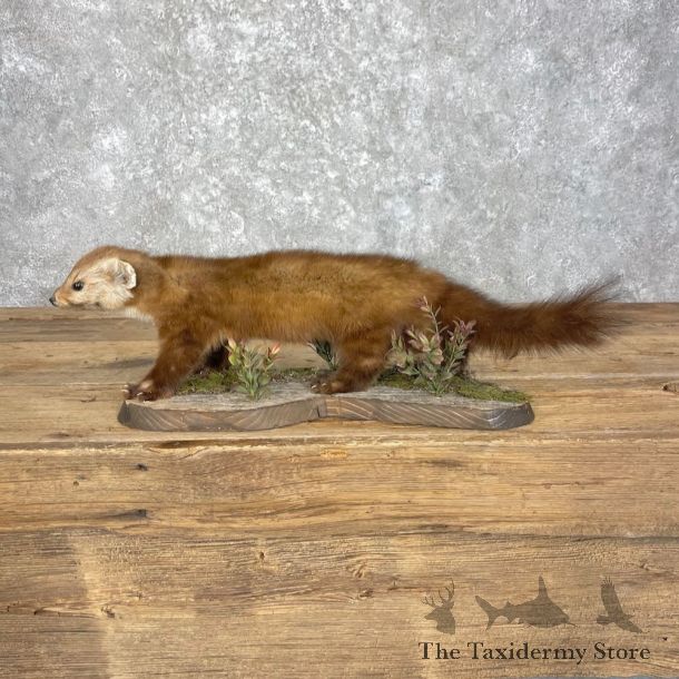 American Pine Marten Mount For Sale #27972 @ The Taxidermy Store