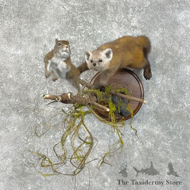 American Pine Marten Mount For Sale For Sale #25825 - The Taxidermy Store