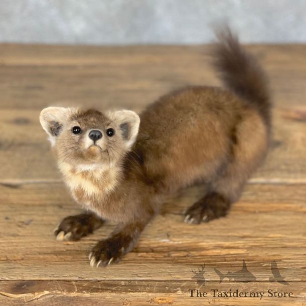 American Pine Marten Taxidermy Mount For Sale #23976 @ The Taxidermy Store