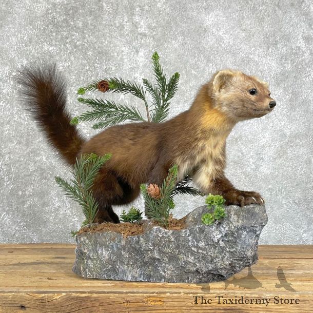 American Pine Marten Taxidermy Mount For Sale #24096 @ The Taxidermy Store