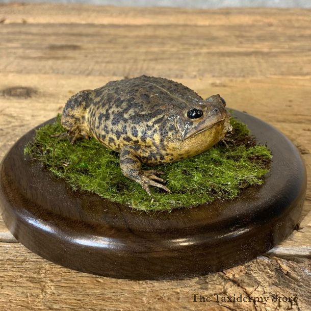 American Toad Taxidermy Mount For Sale #21372 @ The Taxidermy Store