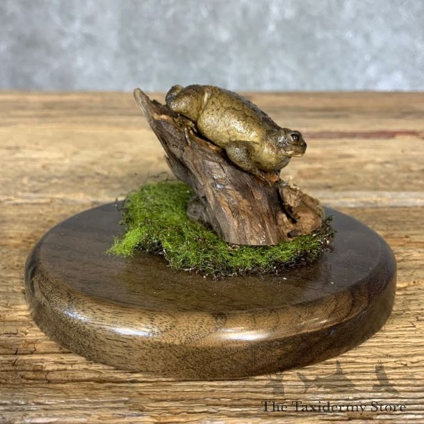 American Toad Taxidermy Mount For Sale #21374 @ The Taxidermy Store