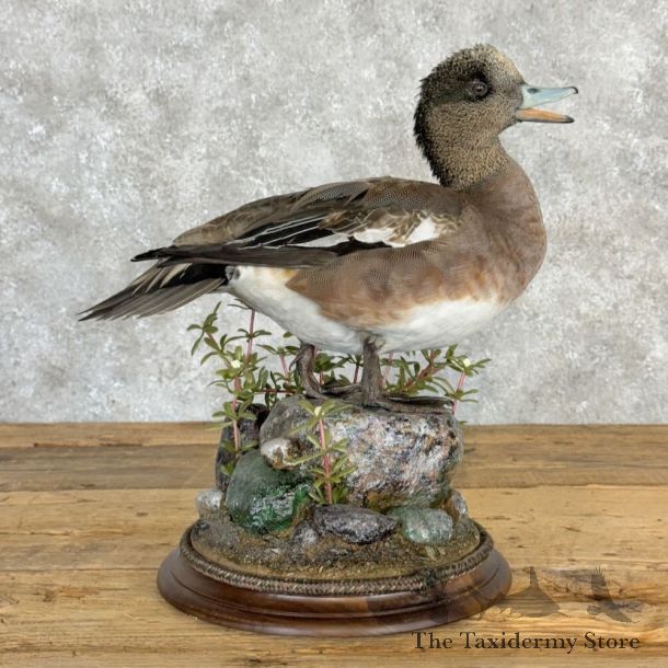 Wigeon Duck Bird Mount For Sale #26190 @ The Taxidermy Store