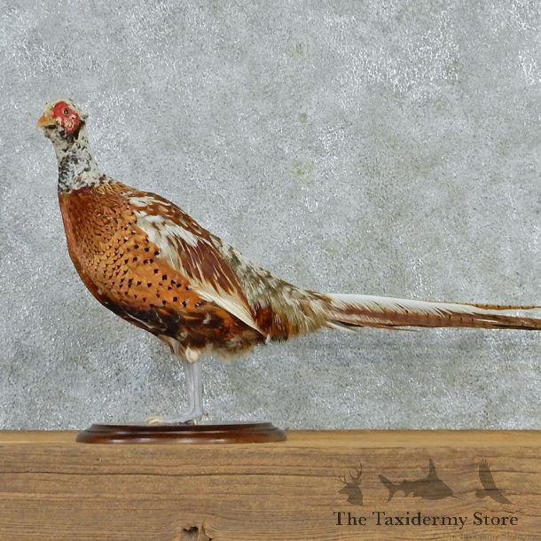 Lady's Amherst Pheasant Mount M1 #12808 For Sale @ The Taxidermy Store