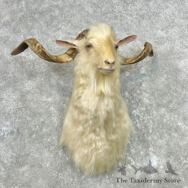 Angora Goat Shoulder Mount For Sale #26827 @ The Taxidermy Store