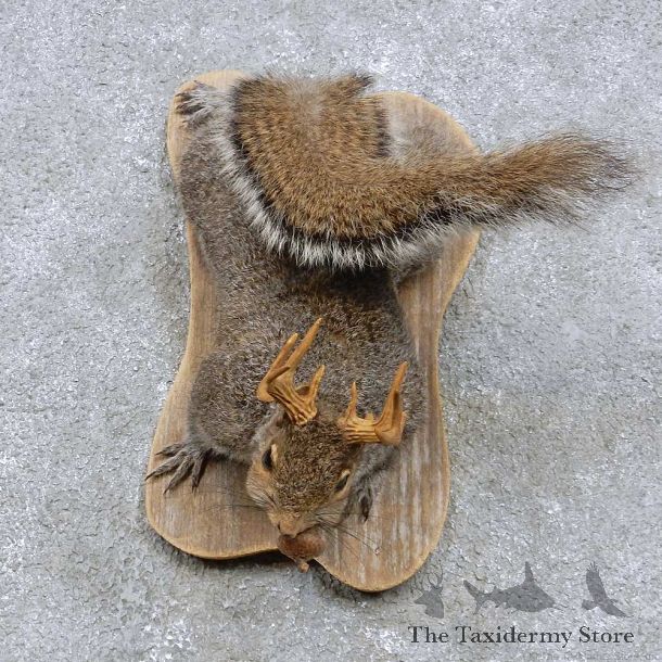 Grey Squirrel w/ Antler Mount For Sale #14439 @ The Taxidermy Store