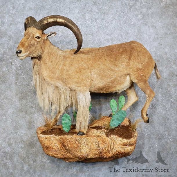 Aoudad Life-Size Mount For Sale #15755 @ The Taxidermy Store