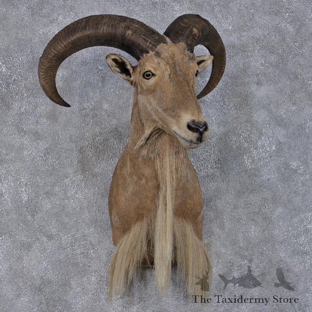 Aoudad Sheep Shoulder Taxidermy Head Mount #12504 For Sale @ The Taxidermy Store