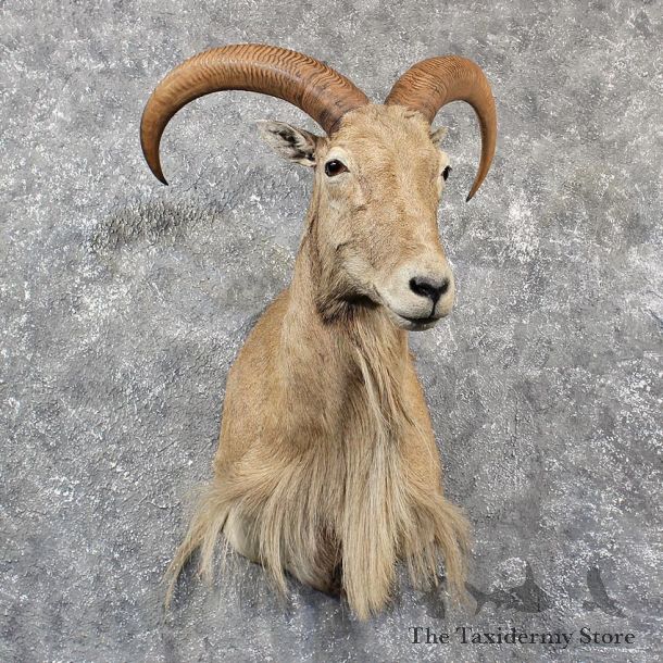 Aoudad Sheep Shoulder Mount #11581 - For Sale @ The Taxidermy Store