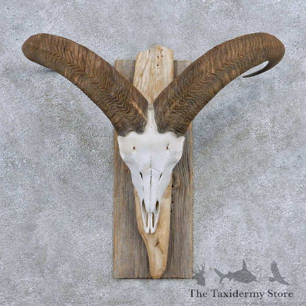 Aoudad Skull Horns Taxidermy Mount For Sale #13940 For Sale @ The Taxidermy Store