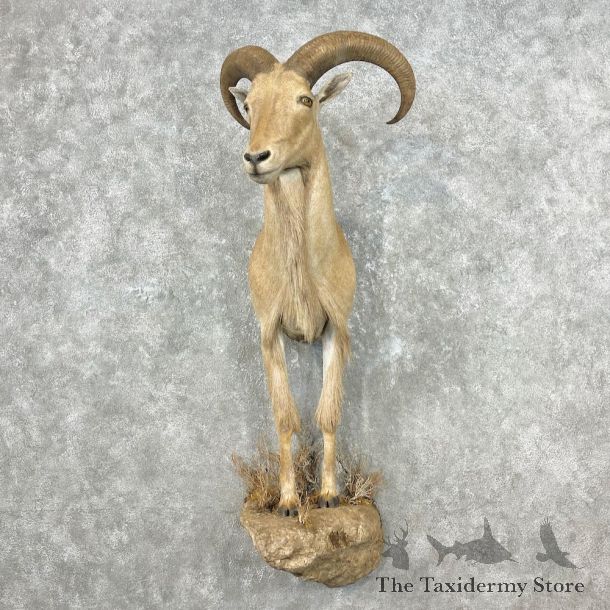 Aoudad 1/2 Life-Size Mount For Sale #26834 @ The Taxidermy Store