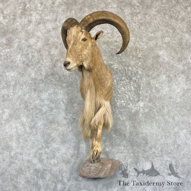 Aoudad 1/2 Life-Size Taxidermy Mount For Sale #26486 @ The Taxidermy Store