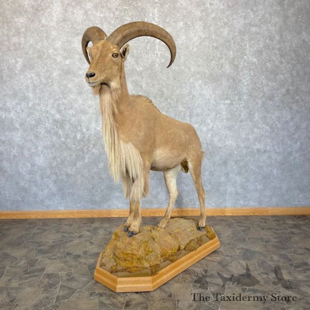 Aoudad Life-Size Taxidermy Mount For Sale #24966 @ The Taxidermy Store