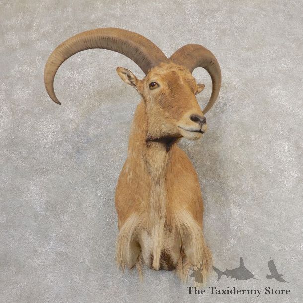 Aoudad Shoulder Mount For Sale #21319 @ The Taxidermy Store