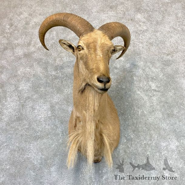 Aoudad Shoulder Mount For Sale #22982 @ The Taxidermy Store