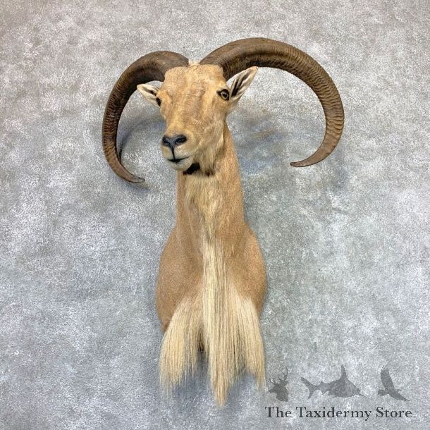 Aoudad Shoulder Mount For Sale #22984 @ The Taxidermy Store