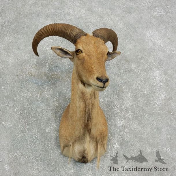Aoudad Shoulder Mount For Sale #17633 @ The Taxidermy Store