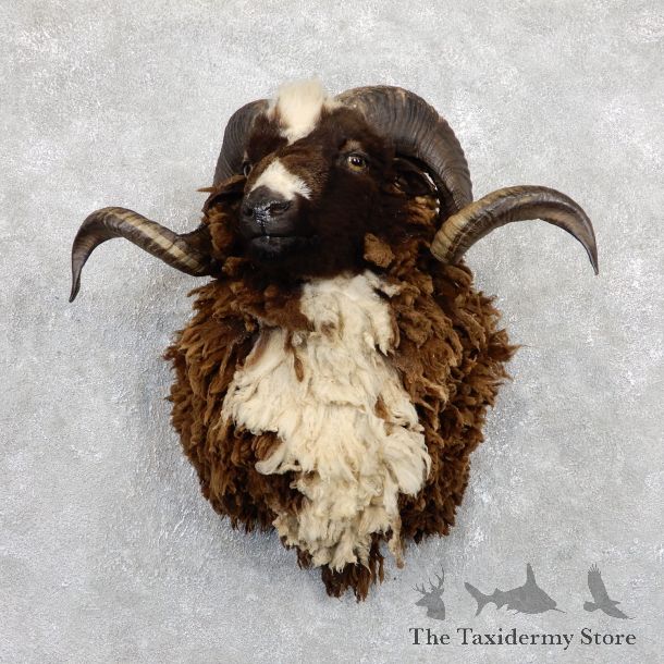 Arapawa Ram Shoulder Mount For Sale #19449 @ The Taxidermy Store