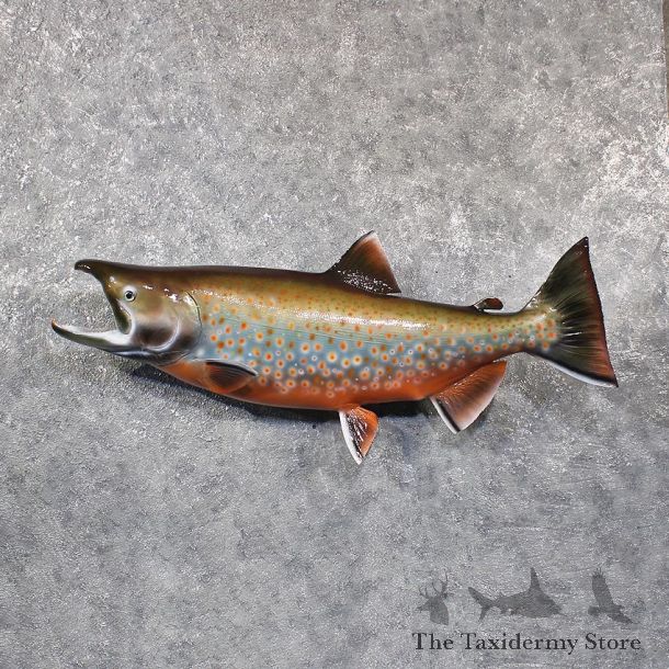 Arctic Char Fish Mount #11666 For Sale @ The Taxidermy Store