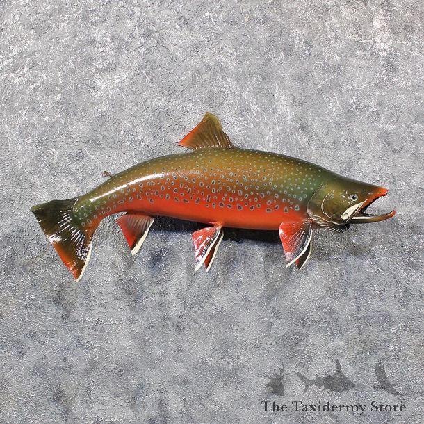 Arctic Char Fish Mount #11667 For Sale @ The Taxidermy Store