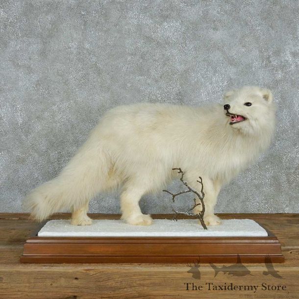 Standing Arctic Fox Life-Size Mount #13615 For Sale @ The Taxidermy Store