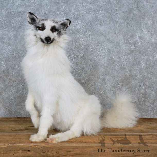 Arctic Marble Fox Life-Size Mount For Sale #15594 @ The Taxidermy Store
