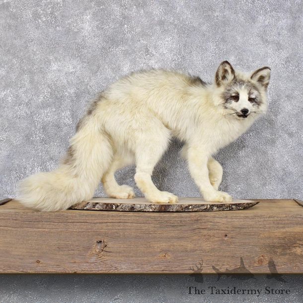 Arctic Fox Standing Taxidermy Mount #12402 For Sale @ The Taxidermy Store