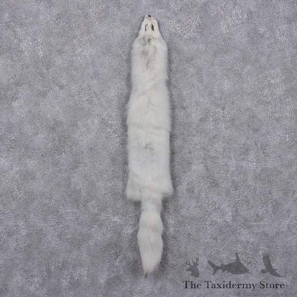 Arctic Fox Taxidermy Hide - Skin - Fur #12407 For Sale @ The Taxidermy Store
