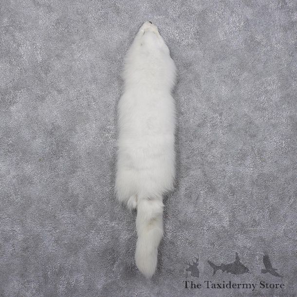 Arctic Fox Taxidermy Hide - Skin - Fur #12410 For Sale @ The Taxidermy Store