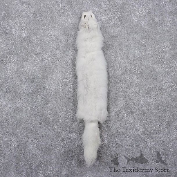 Arctic Fox Taxidermy Hide - Skin - Fur #12411 For Sale @ The Taxidermy Store