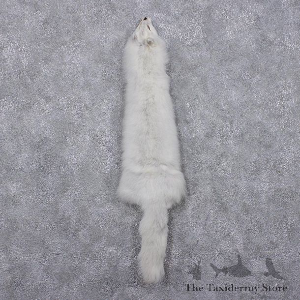 Arctic Fox Taxidermy Hide - Skin - Fur #12412 For Sale @ The Taxidermy Store