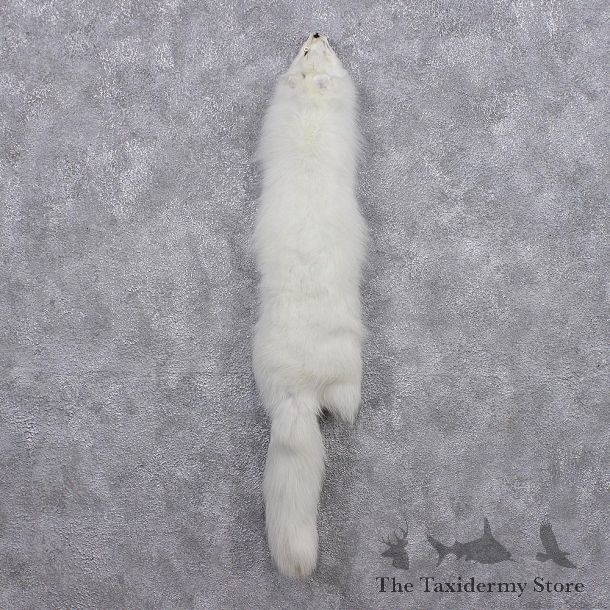 Arctic Fox Taxidermy Hide - Skin - Fur #12438 For Sale @ The Taxidermy Store